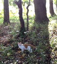 森の中の猫写真その２